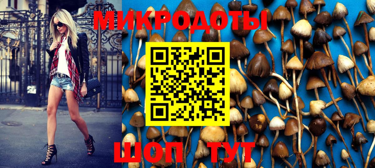 Галлюциногенные грибы Psilocybe Холмск